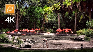 Miami MetroZoo  Walking Tour Florida USA 4K UHD [upl. by Bonn]