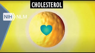 Cholesterol Good and Bad [upl. by Elke]