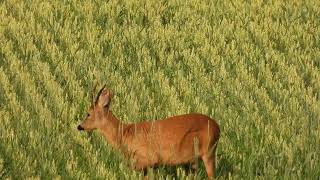 RÅDYR CAPREOLUS CAPREOLUS [upl. by Abran]