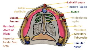 Anatomic landmarks in the mandible [upl. by Enajharas]