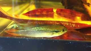 Apistogramma agassizi spawning [upl. by Odille558]