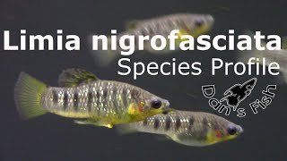 Limia nigrofasciata  Species Profile [upl. by Enelak]