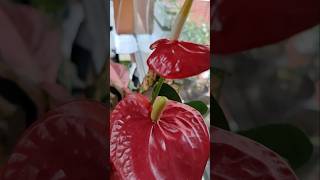 flamingo red lipstick flower shorts anthurium andraeanum [upl. by Nonnahsal]