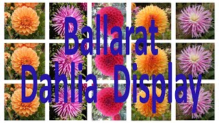 Dahlia Display  Ballarat Botanical Gardens [upl. by Eilyab]