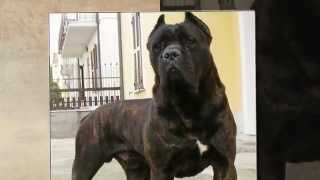 CANE CORSO GUARDIAN [upl. by Eriuqs]