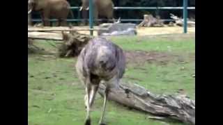 GiraffesOstrichZebrasAfrican ElephantsEmusJapanese Cranes in Olmense Zoo [upl. by Handy778]