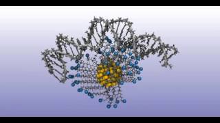 charged ligand functionalized gold nanoparticle binding to double stranded DNA [upl. by Pace28]