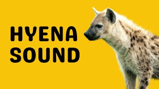 Hyena Sound  Laugh [upl. by Calhoun]