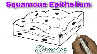 Squamous Epithelium Drawing How to draw Squamous Epithelium [upl. by Amiarom443]