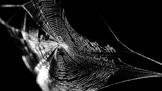 Spider web black screen Vj Sequence loop free download [upl. by Melodie]