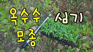 옥수수 모종 심기 corn planting [upl. by Nola]