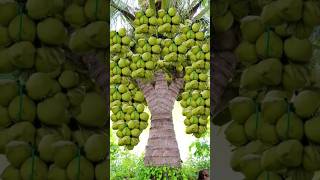 Coconut Tree growing technique  grow tree garden natural shorts [upl. by Servais]