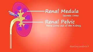 Matrices  Dr Petra Garyaeva  for kidney problems  the science  kidney problems  sound  dna [upl. by Aisatsanna]