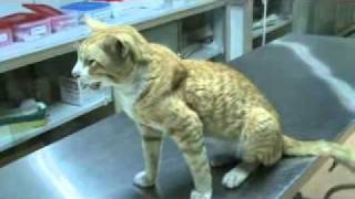 pleural effusion in a cat M2U00504xvidmp4 [upl. by Ailadgim92]