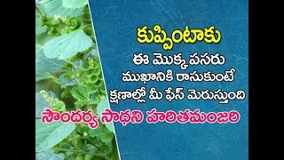 Kuppintaku uses in telugu  kuppintaku plant  Acalypha indica uses in telugu  కుప్పింటాకు [upl. by Koressa774]