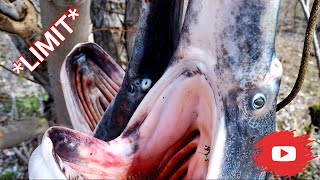 Snagging Paddlefish on Truman Lake Osage River LIMIT  Catch and Clean [upl. by Keily]