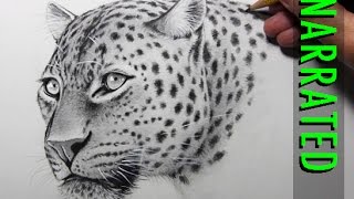 How to Draw a Leopard Narrated Step by Step [upl. by Aciruam]