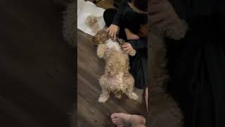 Cockapoo puppy 🐶 DIY grooming at home [upl. by Ziana]