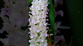 Anggrek Ekor Tupai Rhynchostylis retusa [upl. by Izzy]