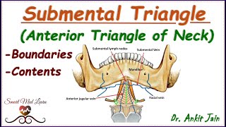 Submental triangle of neck Anatomy Simplified  Boundaries and contents Anterior triangle of neck [upl. by Zeiler]