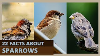 22 Unbelievable Sparrow Behaviors You Wont Believe Your Eyes [upl. by Anaert707]