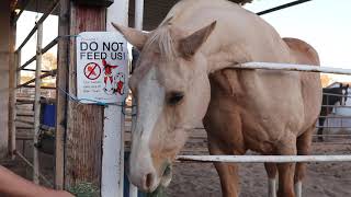 Quarantine from Deadly Horse Virus in Boulder City NV EHV1 Biosecurity tips [upl. by Enatan]