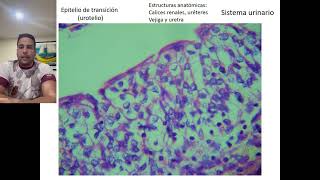 Tejido Epitelial  Histologia Sección 10 [upl. by Ibbob]