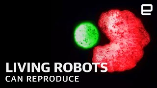 Worlds first living robots quotXenobotsquot can now reproduce [upl. by Negah]