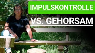 💥🐶 Impulskontrolle beim Hund vs Gehorsam beim Hund ➡️ Erklärvideo 🐶💥✔️ [upl. by Nilved]