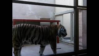 Tiger roaring at SF zoo [upl. by Trilly431]