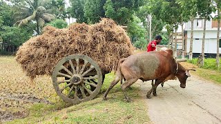 Raising paddy in mud water with bullock cart [upl. by Airaet]