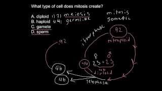 Mitosis problem solving example [upl. by Neelloc8]