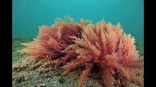 Introduction to Red Algae Rhodophyta [upl. by Halilahk842]