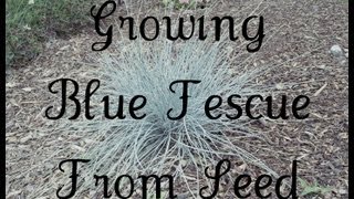 Growing Blue Fescue From Seed [upl. by Ermin]