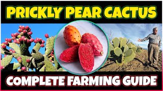 Prickly Pear Cactus Farming  Why Pitaya Mexican Dragon Fruit Is So Expensive [upl. by Dazhehs]