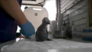 King Penguin chick at Birdland Park and Gardens [upl. by Aihtnis]