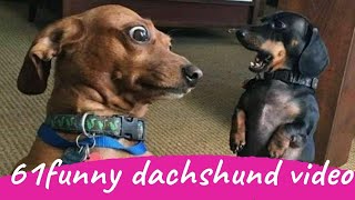 61 Funny Dachshund Dogs Videos Instagram Funny And Cute Dachshund Dog Try Not laugh Videos [upl. by Wilkins]