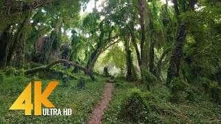 Virtual Walk through a Tropical Forest  4K Virtual Hike with Nature Sounds [upl. by Allison]