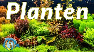 AQUARIUM INRICHTEN met AQUARIUMPLANTEN  Aquarium Sunshine Valley [upl. by Leehar157]