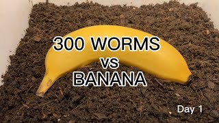 【SDGs】300 Worms vs Banana ＃vermicompost ＃earthworm [upl. by Inek]