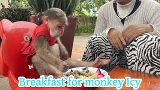 Monkey Icy Having Breakfast  shorts monkey love [upl. by Dnalkrik110]