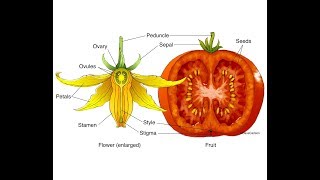 Le piante Angiosperme il frutto e il seme [upl. by Alleram]