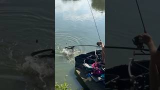 Landing the monster carp 💪 What’s the biggest carp you’ve had Let us know in the comments [upl. by Durkin]