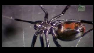 The Redback Spider 2 HD [upl. by Maiocco]