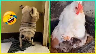 Videos Graciosos De Animales 2024  Los gatos y perros más divertidos están aquí 😂 [upl. by Cirdec]