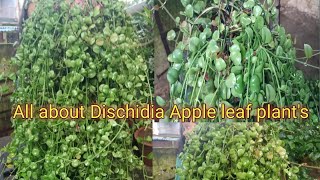 All about Dischidia Apple leaf plants 🥰santali vlogs gardeningplantsvlogs [upl. by Ardeid]