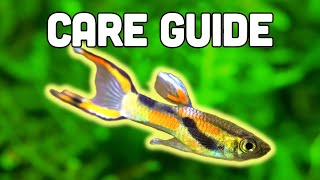 Endlers Livebearer Care Guide  Easiest Livebearer for Beginners [upl. by Rosemonde]