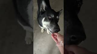 germanshephed doglover dogbreed germanshephered dogowner funny [upl. by Belak813]