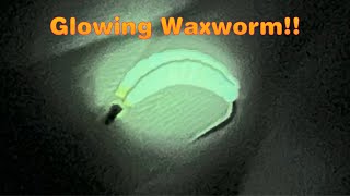 Glowing Waxworm [upl. by Ahsiad]