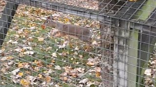 Kirks Dik Dik Eating A Leaf [upl. by Gwyn17]